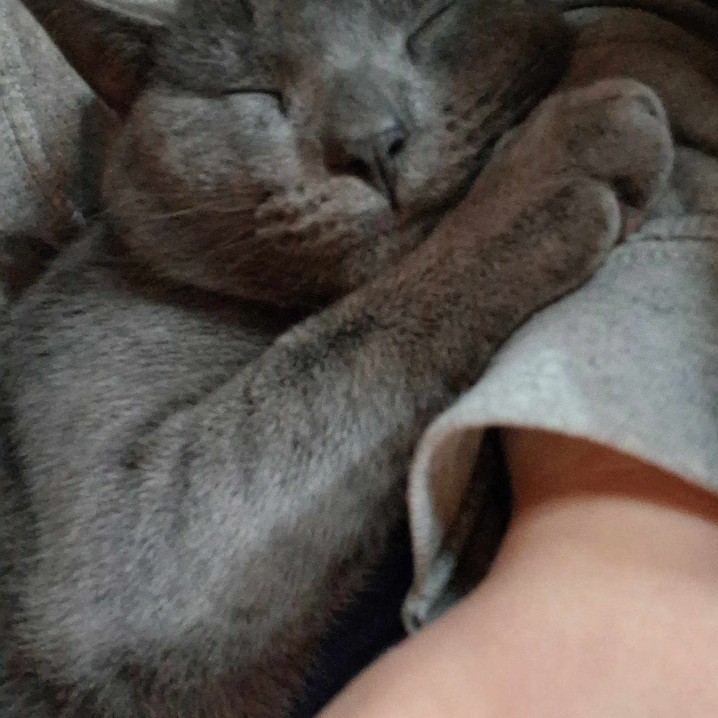 Smokey joined the competition — help win amazing prizes! animal, calm, cat, close_contact, close_up, comfort, cozy, cute, fur, gray_cat, human_arm, indoor, nap, paw, pet, relaxation, rest, sleeping, sleeve, soft