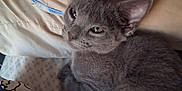 Smokey is registered to the contest to win money with this photo: cat, kitten, gray_fur, pet, sleepy, bed, pillow, blanket, indoor, resting, cozy, cute, animal, fur, whiskers, ears, eyes, tail, relaxed, domestic