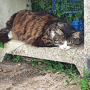 Chocolat a rejoint le concours — aidez-le/la à gagner de superbes lots ! animal, blue_crates, calm, cat, concrete, cute, daytime, fur, greenery, nature, outdoor, pet, plants, quiet, relaxation, resting, side_view, sleeping, tabby, whiskers
