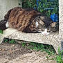 animal, blue_crates, calm, cat, concrete, cute, daytime, fur, greenery, nature, outdoor, pet, plants, quiet, relaxation, resting, side_view, sleeping, tabby, whiskers