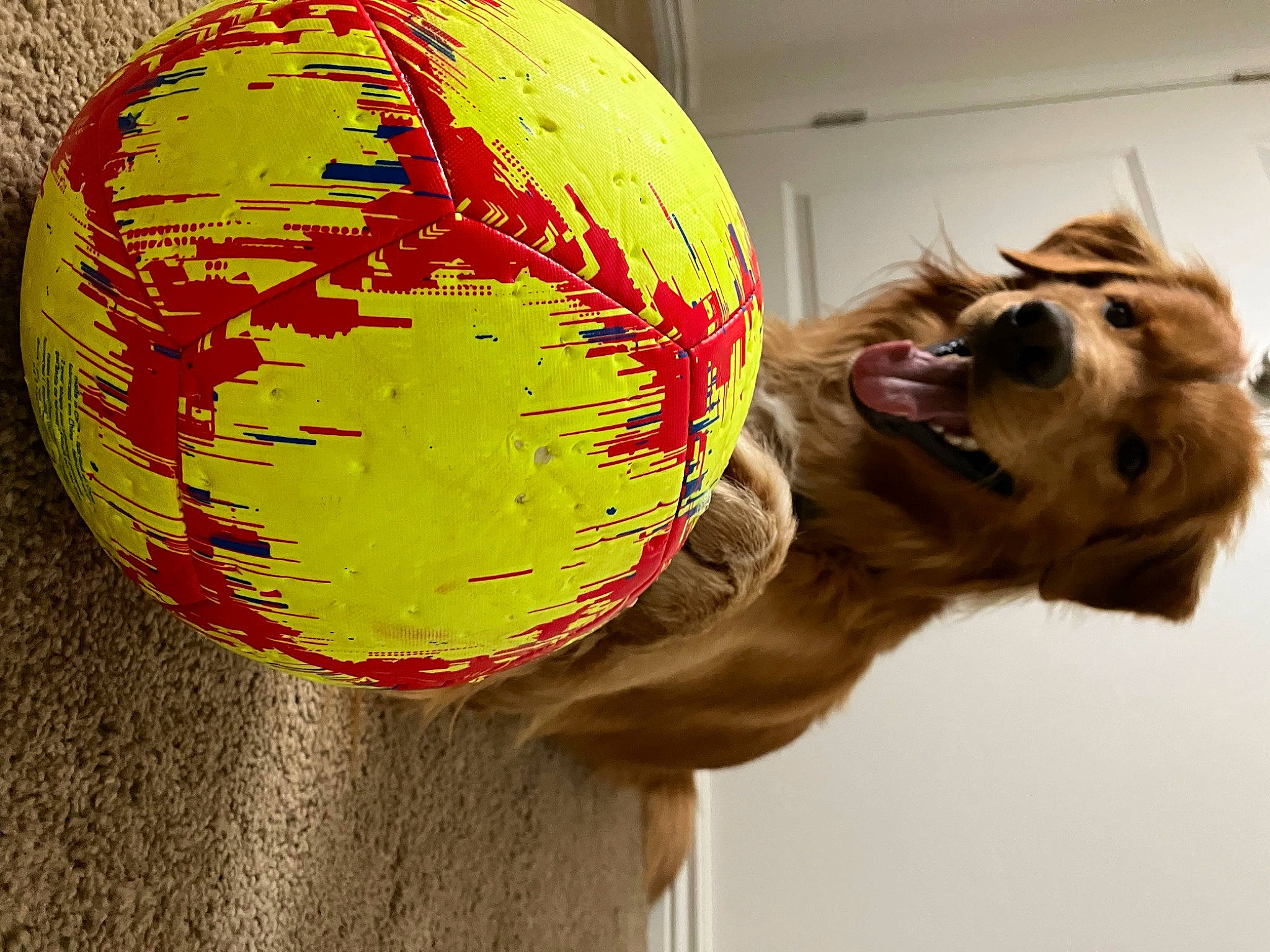 Blue joined the competition — help win amazing prizes! art, ball, carnivore, companion_dog, dog, dog_breed, fawn, felidae, fur, glass, helmet, personal_protective_equipment, sculpture, sphere, sporting_group, sports_equipment, toy, visual_arts, whiskers, working_animal