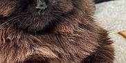 Jinxie is registered to the contest to win money with this photo: animal, book, brown, carpet, cat, closeup, cozy, expression, fluffy, fur, furniture, indoor, laying, paw, pet, portrait, relaxed, shelf, whisker, yellow_eyes
