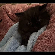 Jinxie joined the competition — help win amazing prizes! animal, black_cat, blanket, comfort, cozy, cute, domestic_cat, eyes, fur, furry, indoor, kitten, pet, resting, sleepy, small, snuggled, soft, warm, young