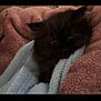 animal, black_cat, blanket, comfort, cozy, cute, domestic_cat, eyes, fur, furry, indoor, kitten, pet, resting, sleepy, small, snuggled, soft, warm, young
