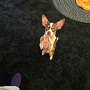 Noel joined the competition — help win amazing prizes! animal, black_carpet, carpet, companion, cute, decor, dog, ears_up, expression, floor, gray_pants, indoor, looking_up, orange_pumpkin, person, pet, small_dog, standing, striped_sock, waiting