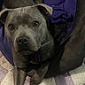 Pearl is registered to the contest to win money with this photo: dog, gray_dog, pet, canine, bed, blanket, purple_blanket, cozy, indoor, animal, fur, ears, eyes, face, paw, resting, looking, domestic_animal, companion, cute