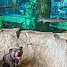 Pearl joined the competition — help win amazing prizes! dog, aquarium, fish, water, rock, leash, harness, smiling, pet, indoor, glass, underwater, tank, animal, blue, green, carnivore, happy, canine, portrait