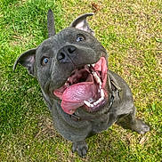 Pearl is registered to the contest to win money with this photo: dog, gray_dog, tongue_out, happy, playful, grass, outdoor, pet, animal, canine, collar, smiling, wide_mouth, ears, fur, tail, daylight, nature, close_up, looking_up