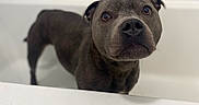 Pearl is registered to the contest to win money with this photo: dog, bathtub, pet, curious, brown_eyes, indoor, animal, canine, looking_up, white_background, bathroom, portrait, short_fur, ears, snout, domestic_animal, fur, head_tilt, close_up, companion