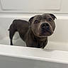 dog, bathtub, pet, curious, brown_eyes, indoor, animal, canine, looking_up, white_background, bathroom, portrait, short_fur, ears, snout, domestic_animal, fur, head_tilt, close_up, companion