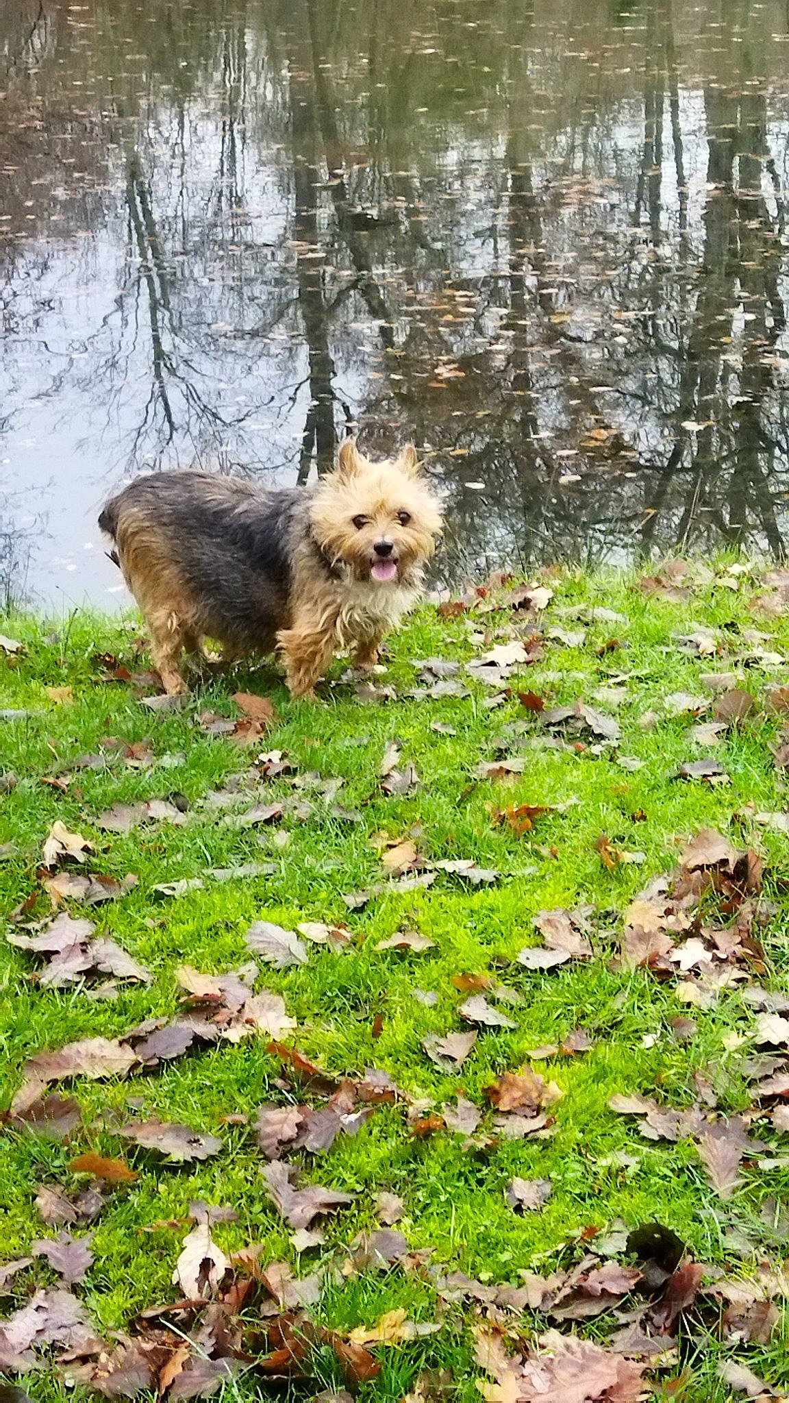 Chipie a rejoint le concours — aidez-le/la à gagner de superbes lots ! carnivore, companion_dog, deciduous, dog, dog_breed, fawn, grass, groundcover, lake, leaf, plant, small_terrier, spring, tail, terrier, toy, toy_dog, tree, water, wood