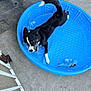 dog, black_and_white, kiddie_pool, blue, plastic_bottle, concrete, outdoor, pet, playful, tail, chewing, animal, summer, fun, resting, collar, daylight, paw, water_bottle, empty_bottle