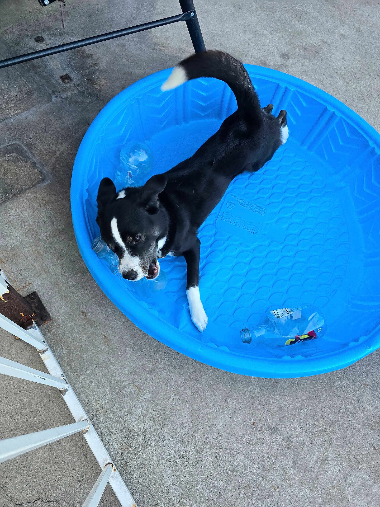 Benny is registered to the contest to win money with this photo: dog, black_and_white, kiddie_pool, blue, plastic_bottle, concrete, outdoor, pet, playful, tail, chewing, animal, summer, fun, resting, collar, daylight, paw, water_bottle, empty_bottle