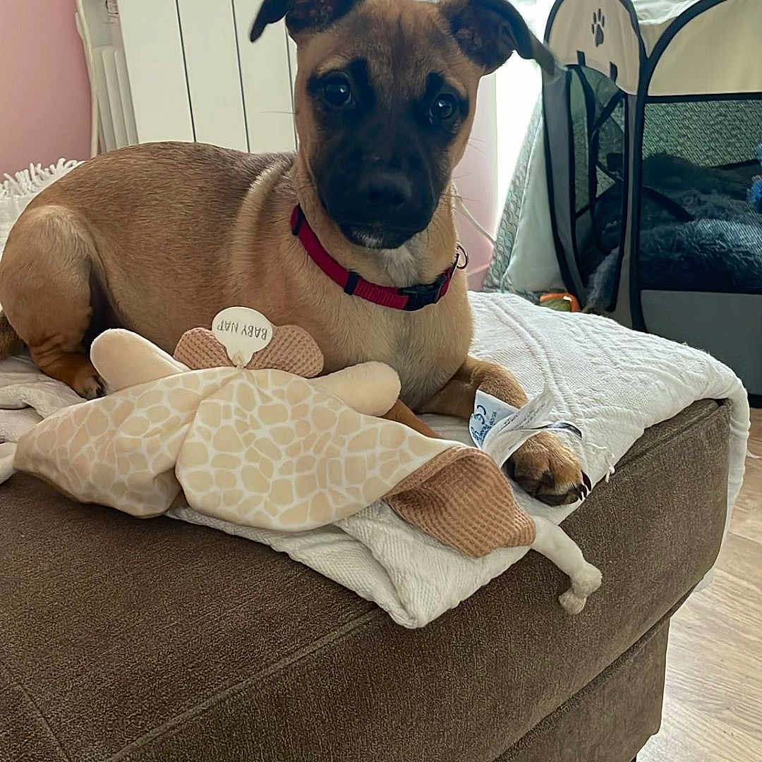 Miette participe au concours pour gagner de l'argent avec cette photo : big_eyes, blanket, brown_dog, couch, curtain, dog, ears, giraffe_toy, indoor, ottoman, paw, pet_playpen, portrait, puppy, radiator, red_collar, stuffed_toy, toy, window, wooden_floor