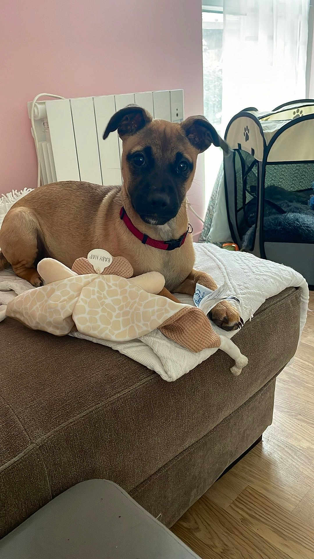 Miette participe au concours pour gagner de l'argent avec cette photo : dog, puppy, brown_dog, red_collar, stuffed_toy, giraffe_toy, toy, couch, ottoman, blanket, indoor, window, curtain, pet_playpen, radiator, wooden_floor, paw, ears, big_eyes, portrait