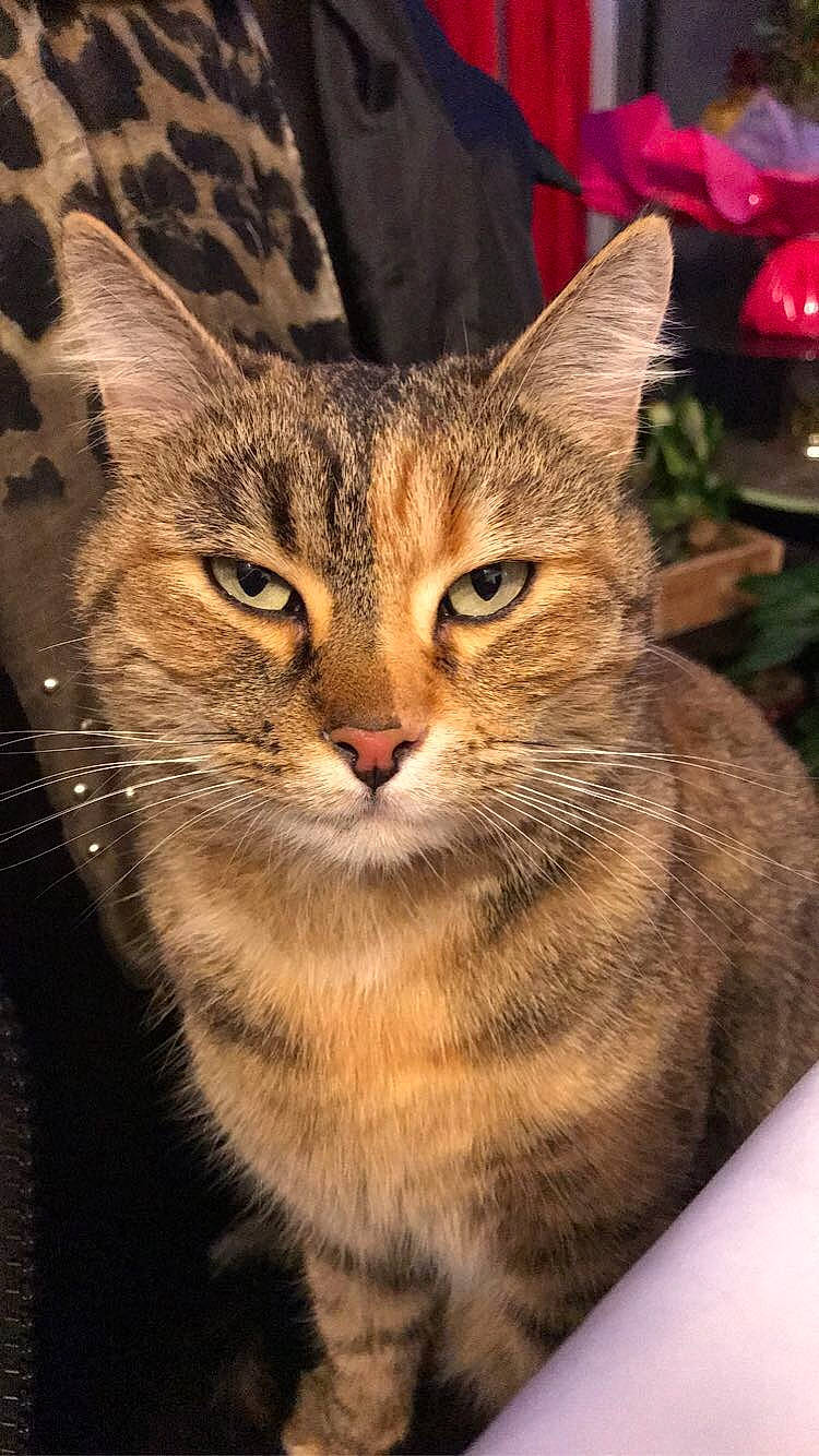 Cat a rejoint le concours — aidez-le/la à gagner de superbes lots ! carnivore, cat, domestic_short_haired_cat, door, fawn, felidae, fur, grass, plant, small_to_medium_sized_cats, snout, tail, terrestrial_animal, tree, whiskers, wildlife, wood