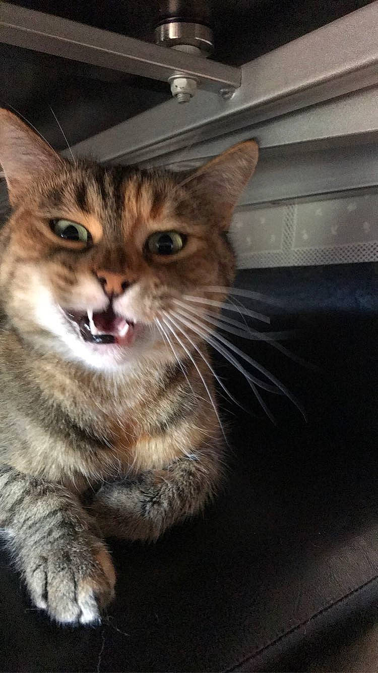 Cat participe au concours pour gagner de l'argent avec cette photo : carnivore, cat, claw, curious, domestic_short_haired_cat, door, felidae, fur, paw, small_to_medium_sized_cats, snout, terrestrial_animal, whiskers, wildlife, window