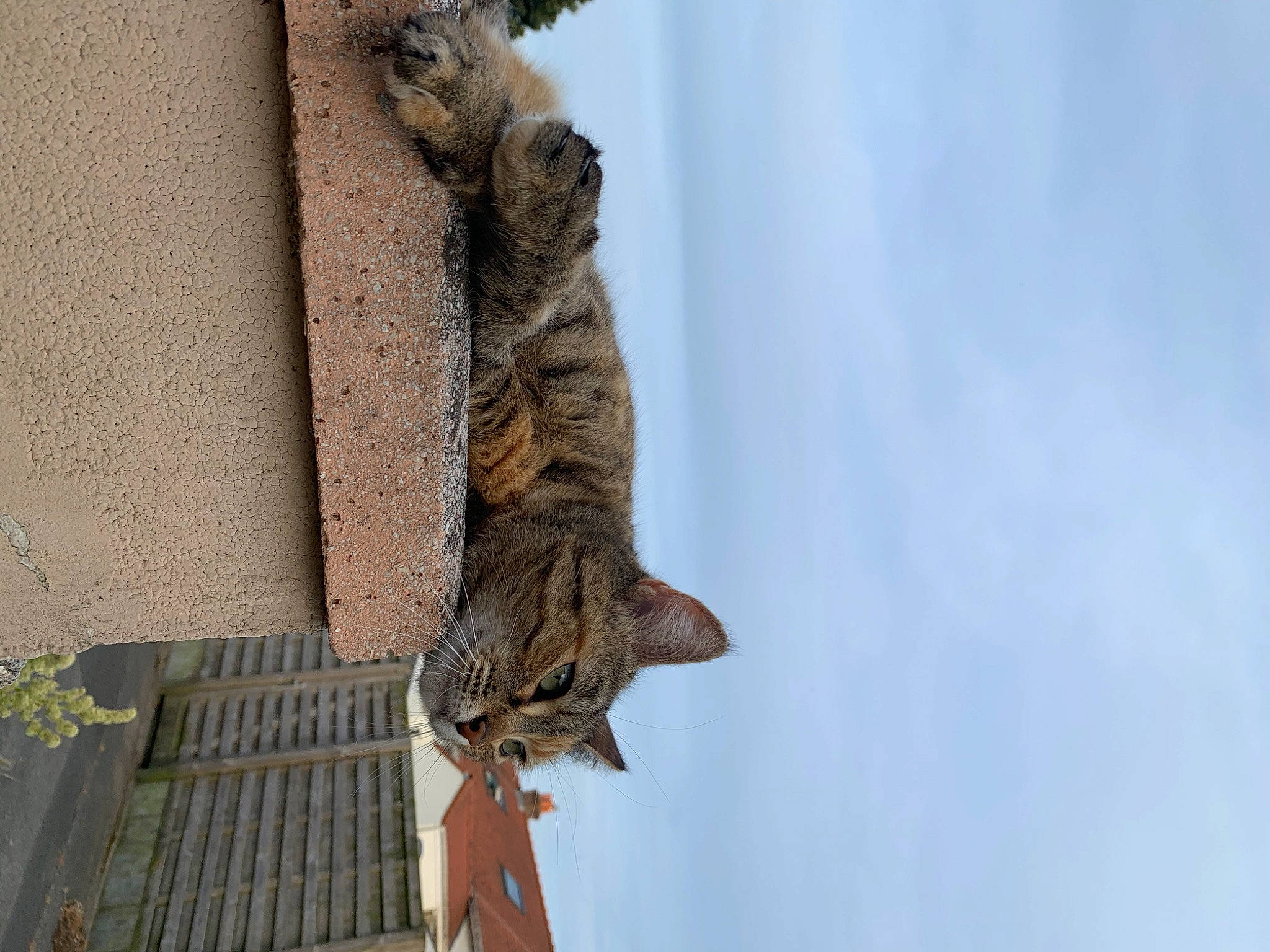 Cat participe au concours pour gagner de l'argent avec cette photo : art, beak, bird_of_prey, carnivore, cat, cloud, domestic_short_haired_cat, felidae, plant, sculpture, sky, small_to_medium_sized_cats, tail, terrestrial_animal, tree, trunk, twig, whiskers, window, wood