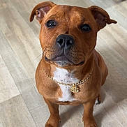 Ayka a rejoint le concours — aidez-le/la à gagner de superbes lots ! animal, black_nose, brown_dog, chain, companion, cute, dog, dollar_sign, ears, flooring, fur, gold_chain, indoor, looking_up, pet, plush_toy, sitting, toy, whiskers, wood_floor