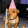 accessory, animal, brown_dog, celebration, chair, costume, cute, dog, domestic_animal, expression, flash, furniture, indoors, living_room, mammal, necklace, party_hat, pet, portrait, sitting
