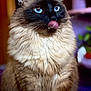 animal, background_blur, blue_eyes, cat, closeup, cute, domestic, expressive, feline, fluffy, fur, indoor, licking, mammal, pet, portrait, siamese, soft_light, tongue_out, whiskers