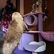 Summer joined the competition — help win amazing prizes! animal, cat, cat_tree, clothing, cozy, curtain, decor, fur, furniture, hanging, home, indoor, pet, plant, plush, purple, stretching, toy, wall, wood