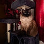 Summer joined the competition — help win amazing prizes! animal, blue_eyes, cat, cat_tree, cozy, curious, domestic, faux_plants, feline, fluffy, furniture, home, indoor, perched, pet, portrait, red_curtains, siamese_cat, sitting, soft_texture