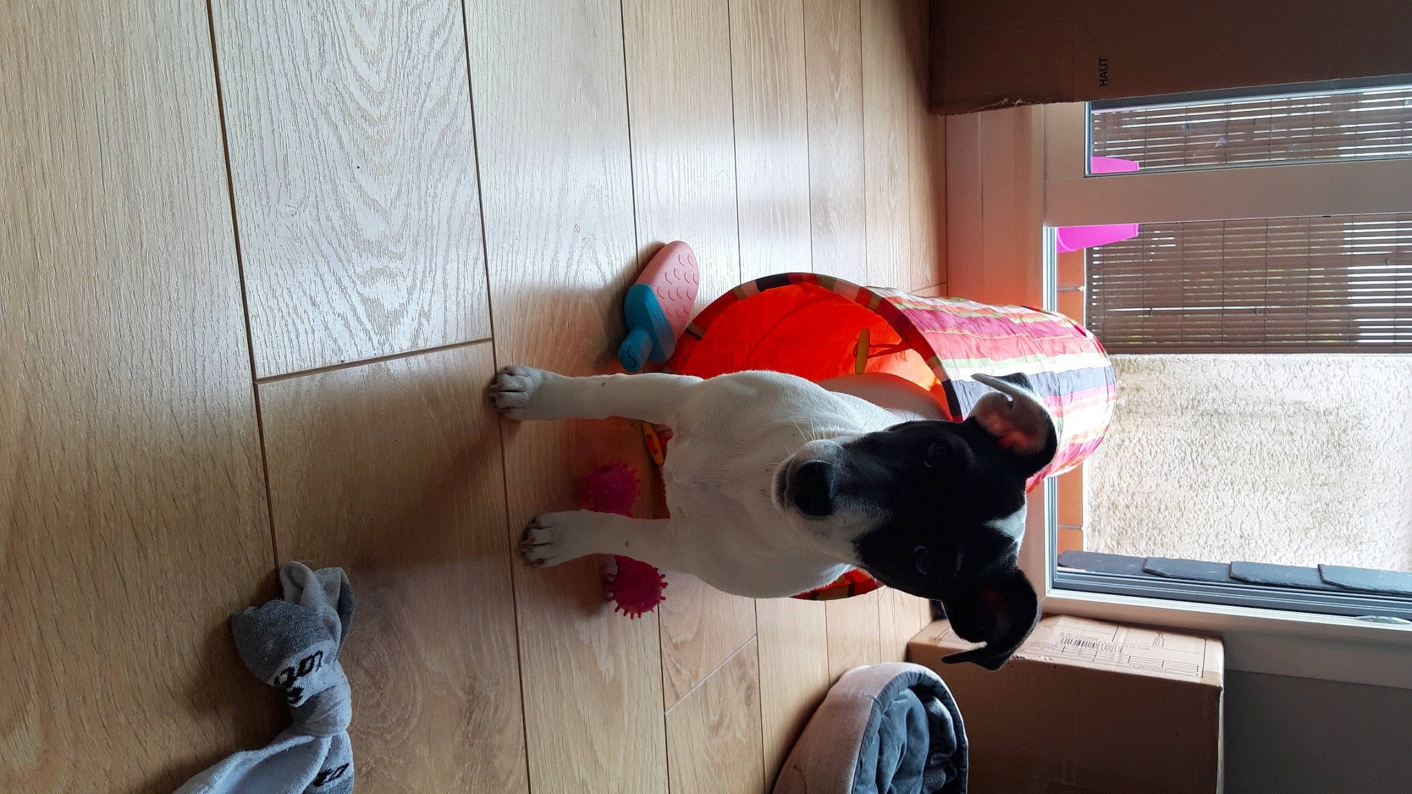 Papaye participe au concours pour gagner de l'argent avec cette photo : ball, canidae, carmine, carnivore, comfort, companion_dog, dog, dog_breed, fawn, floor, flooring, football, hardwood, shoe, sneakers, soccer_ball, sporting_group, sports_equipment, toy, wood