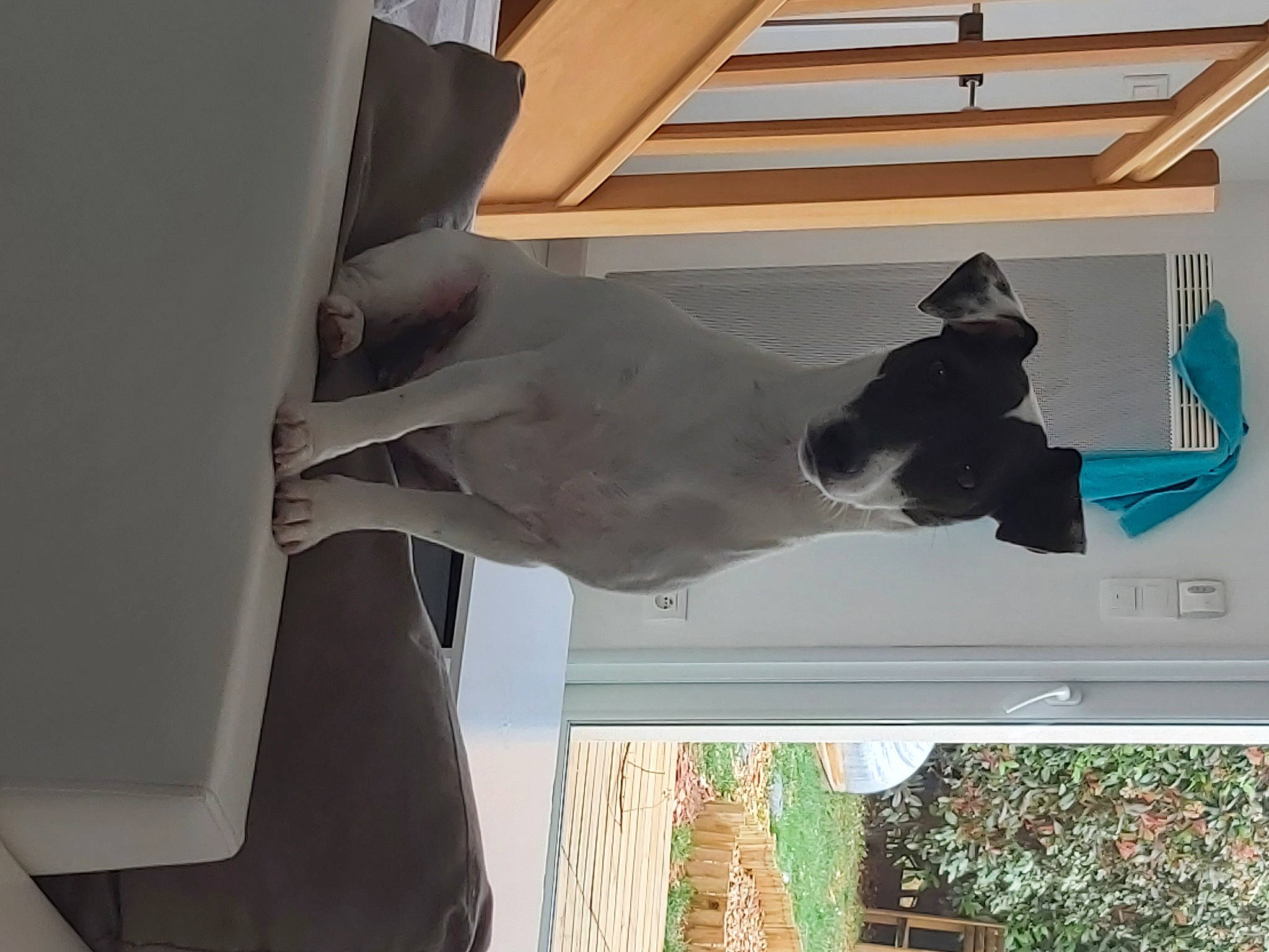 Papaye participe au concours pour gagner de l'argent avec cette photo : art, building, carnivore, dog, facade, gesture, house, line, monument, plant, room, sash_window, sculpture, shade, siding, statue, tints_and_shades, vehicle_door, window, wood