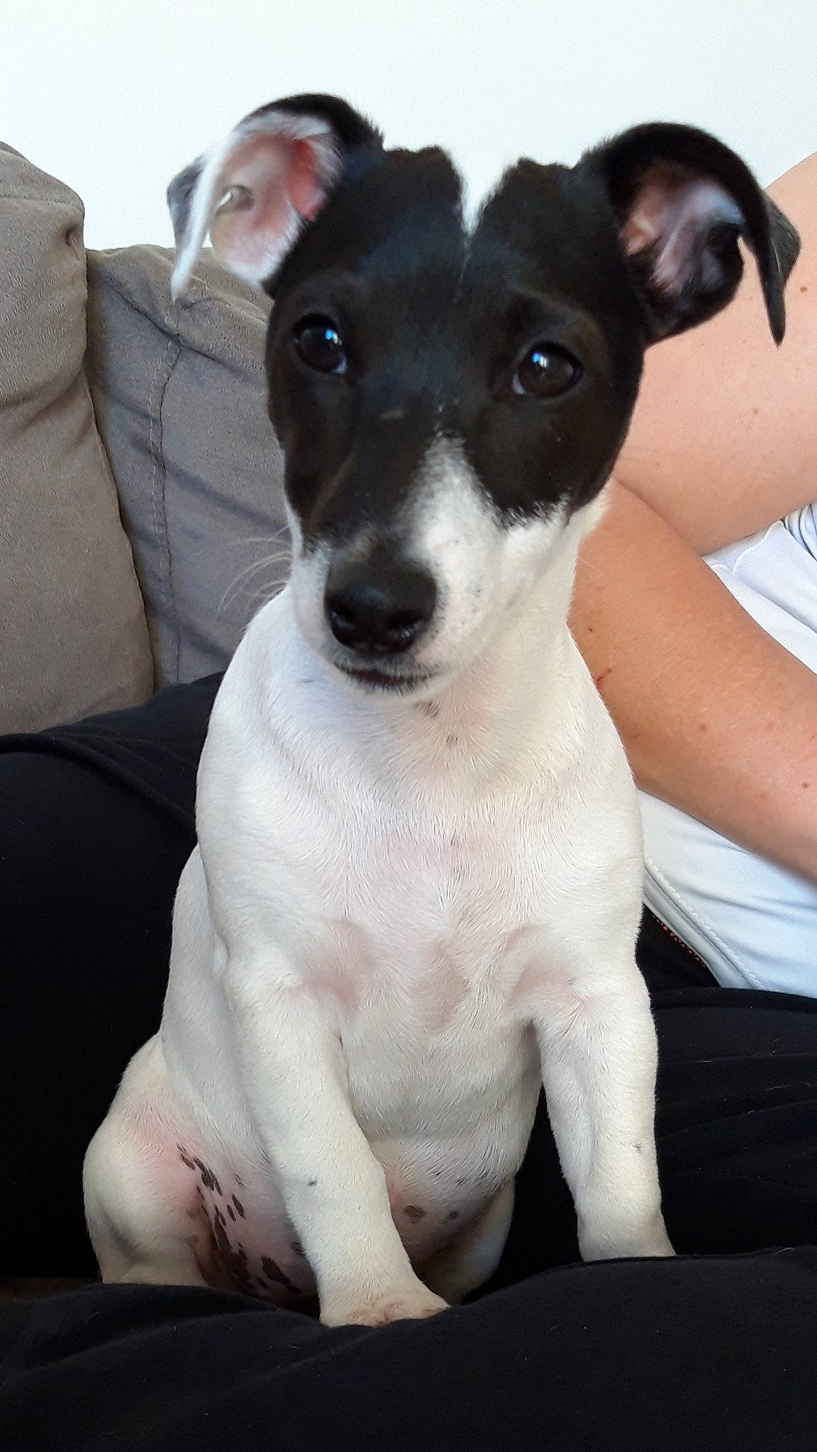 Papaye participe au concours pour gagner de l'argent avec cette photo : canidae, carnivore, collar, comfort, companion_dog, couch, dog, dog_breed, dog_collar, fawn, fur, sitting, sleeve, snout, sporting_group, t_shirt, terrier, toy_dog, whiskers, working_animal