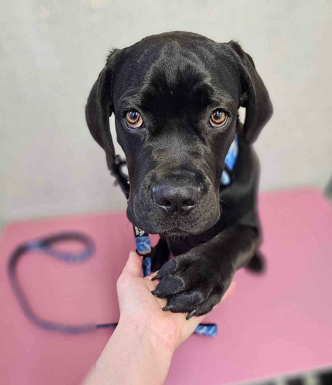 Bruce is registered to the contest to win money with this photo: borador, canidae, carnivore, collar, companion_dog, dog, dog_breed, dog_collar, electric_blue, fawn, hunting_dog, non_sporting_group, personal_protective_equipment, pet_supply, snout, sporting_group, working_animal