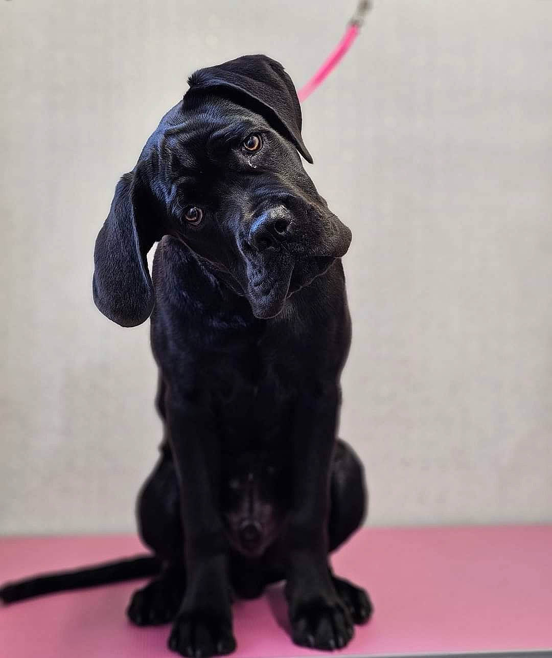 Bruce joined the competition — help win amazing prizes! balance, borador, canidae, carnivore, collar, companion_dog, dog, dog_breed, dog_collar, electric_blue, fur, leash, liver, pet_supply, snout, sporting_group, tail, terrestrial_animal, toy, working_animal