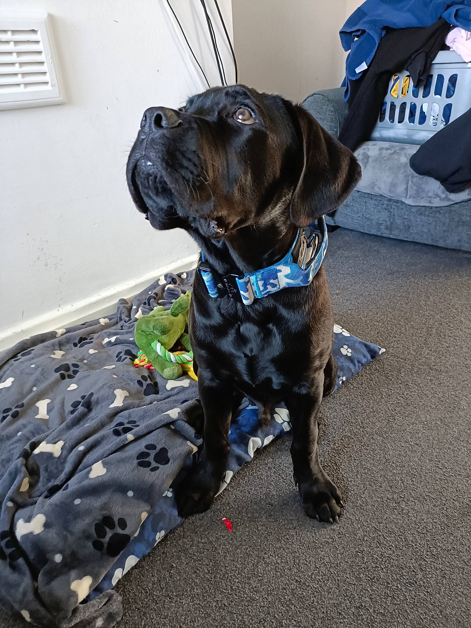 Bruce is registered to the contest to win money with this photo: carnivore, collar, companion_dog, dog, dog_breed, dog_collar, dog_supply, electric_blue, fur, gun_dog, leash, light_switch, liver, personal_protective_equipment, snout, sporting_group, wall_plate, window, window_blind, working_animal