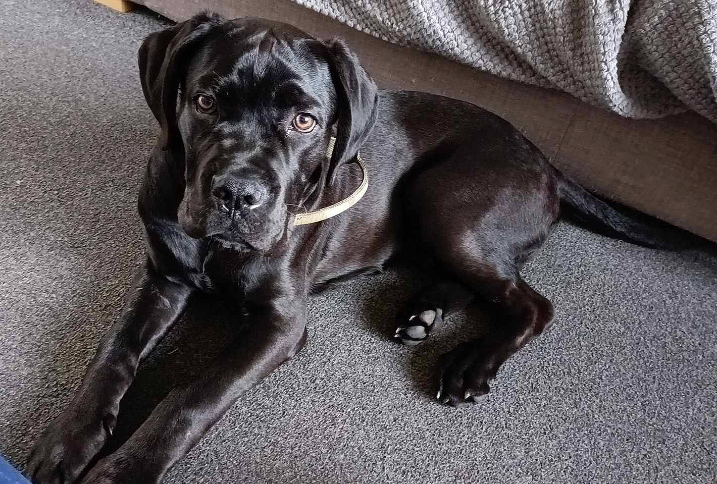 Bruce is registered to the contest to win money with this photo: borador, canidae, carnivore, comfort, companion_dog, dog, dog_breed, fawn, fur, grey, guard_dog, gun_dog, hunting_dog, liver, sporting_group, terrestrial_animal, working_animal