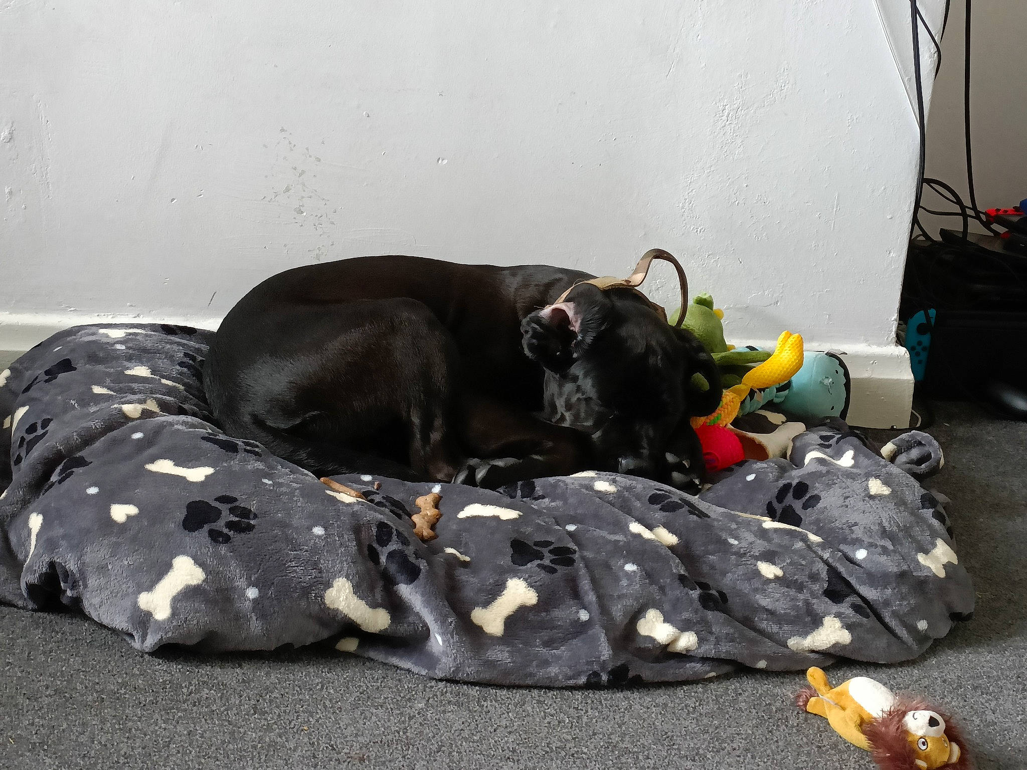 Bruce joined the competition — help win amazing prizes! asphalt, bag, canidae, carmine, carnivore, comfort, companion_dog, dog, dog_breed, dog_supply, flooring, fur, guard_dog, luggage_and_bags, room, sporting_group, studio_couch, tail, working_animal