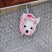 Princess Pearl is registered to the contest to win money with this photo: adorable, animal, carpet, cute, dog, domestic_animal, ears, floor, gray_rug, indoor, looking_up, pet, pink_sweater, puppy, small_dog, striped_clothing, tail, white_dog, wooden_cabinet, young_dog