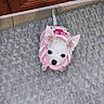 adorable, animal, carpet, cute, dog, domestic_animal, ears, floor, gray_rug, indoor, looking_up, pet, pink_sweater, puppy, small_dog, striped_clothing, tail, white_dog, wooden_cabinet, young_dog