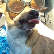 Luna is registered to the contest to win money with this photo: dog, sunglasses, tongue, car, sunlight, pet, animal, closeup, brown_fur, white_fur, seatbelt, person, blue_dress, floral_pattern, summer, cute, funny, portrait, inside, casual