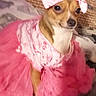 Luna joined the competition — help win amazing prizes! big_eyes, blanket, bow, brown_fur, chihuahua, costume, cute, dog, fashion, headband, indoor, paws, pet, pink_dress, portrait, sitting, small_dog, sofa, tutu, white_paw
