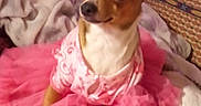 Luna is registered to the contest to win money with this photo: bedding, blanket, bow, chihuahua, cozy, cute, dog, ears, eyes, fabric, indoor, nose, pet, pink_dress, playful, portrait, ruffles, sitting, small_dog, tutu