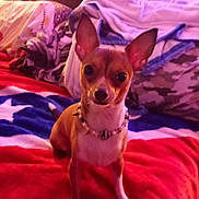 Luna joined the competition — help win amazing prizes! bed, bedding, blanket, chihuahua, collar, cozy, dog, ears, eyes, fur, indoor, paw, pet, pillow, portrait, purple_lighting, red_blanket, sitting, small_dog, star_pattern