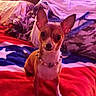 Luna joined the competition — help win amazing prizes! bed, bedding, blanket, chihuahua, collar, cozy, dog, ears, eyes, fur, indoor, paw, pet, pillow, portrait, purple_lighting, red_blanket, sitting, small_dog, star_pattern