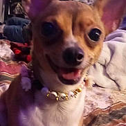 Luna joined the competition — help win amazing prizes! animal, beaded_necklace, bed, blanket, blurred, brown, close_up, collar, cute, dog, ears, face, furniture, happy, indoor, pet, small_dog, smiling, tongue, white