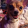 animal, beaded_necklace, bed, blanket, blurred, brown, close_up, collar, cute, dog, ears, face, furniture, happy, indoor, pet, small_dog, smiling, tongue, white