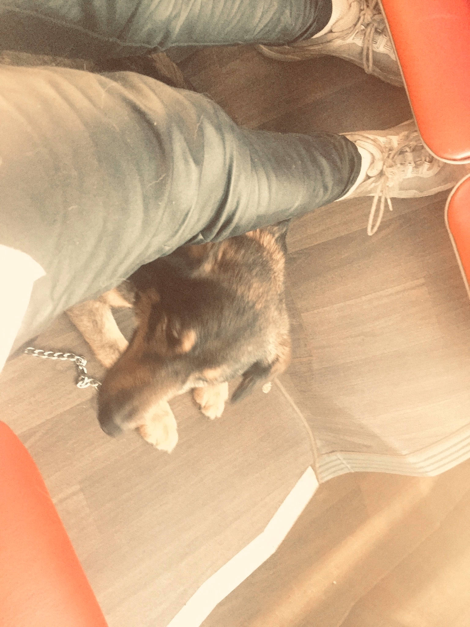 Laika a rejoint le concours — aidez-le/la à gagner de superbes lots ! canidae, carnivore, comfort, companion_dog, dog, dog_breed, fawn, felidae, floor, flooring, fur, hardwood, human_leg, nap, paw, sporting_group, tail, tints_and_shades, wood, working_animal