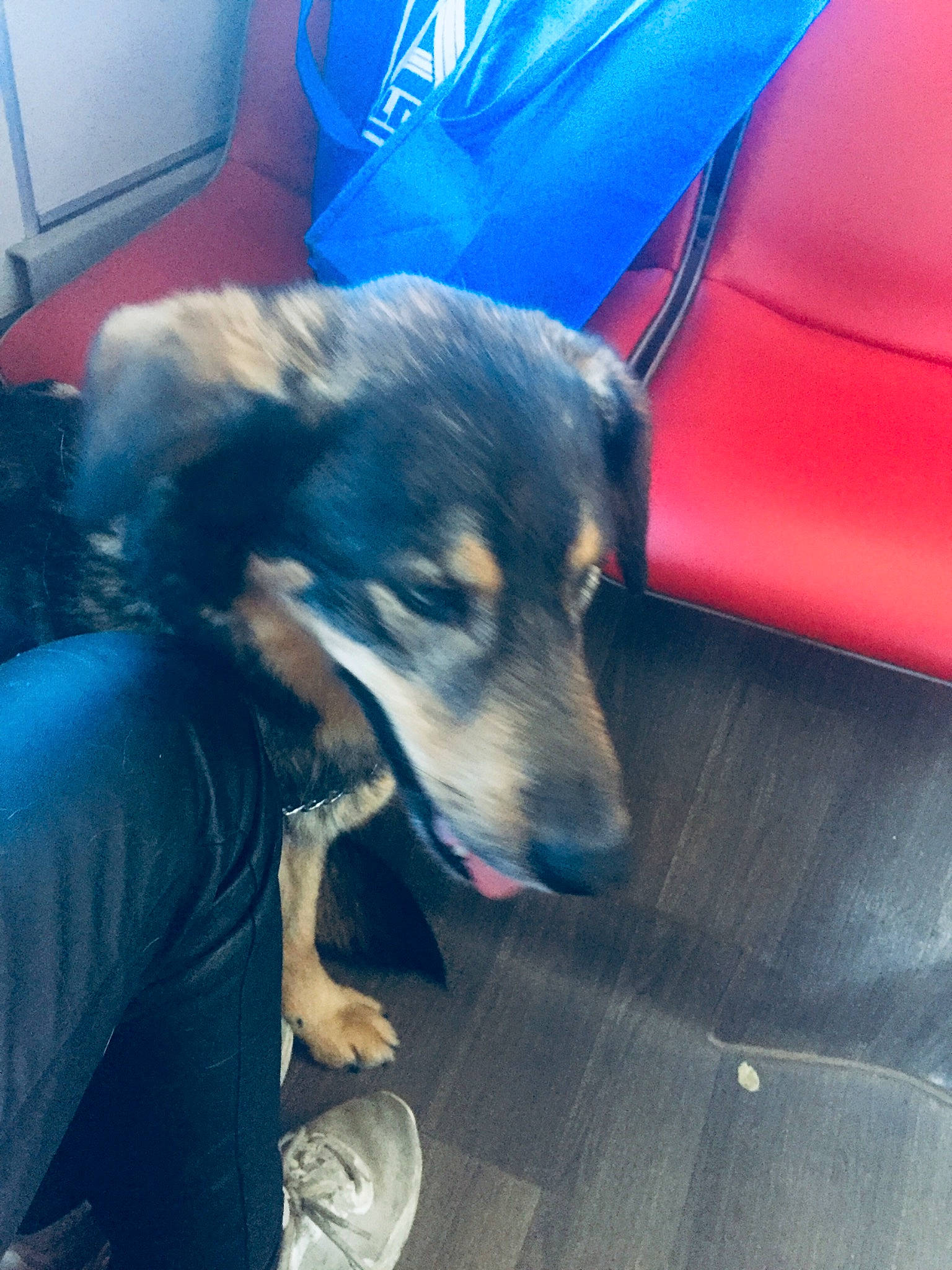 Laika a rejoint le concours — aidez-le/la à gagner de superbes lots ! blue, canidae, carnivore, chair, cloud, companion_dog, dog, dog_breed, electric_blue, flooring, fur, herding_dog, leisure, sitting, snout, sporting_group, tints_and_shades, vehicle_door, working_animal, working_dog