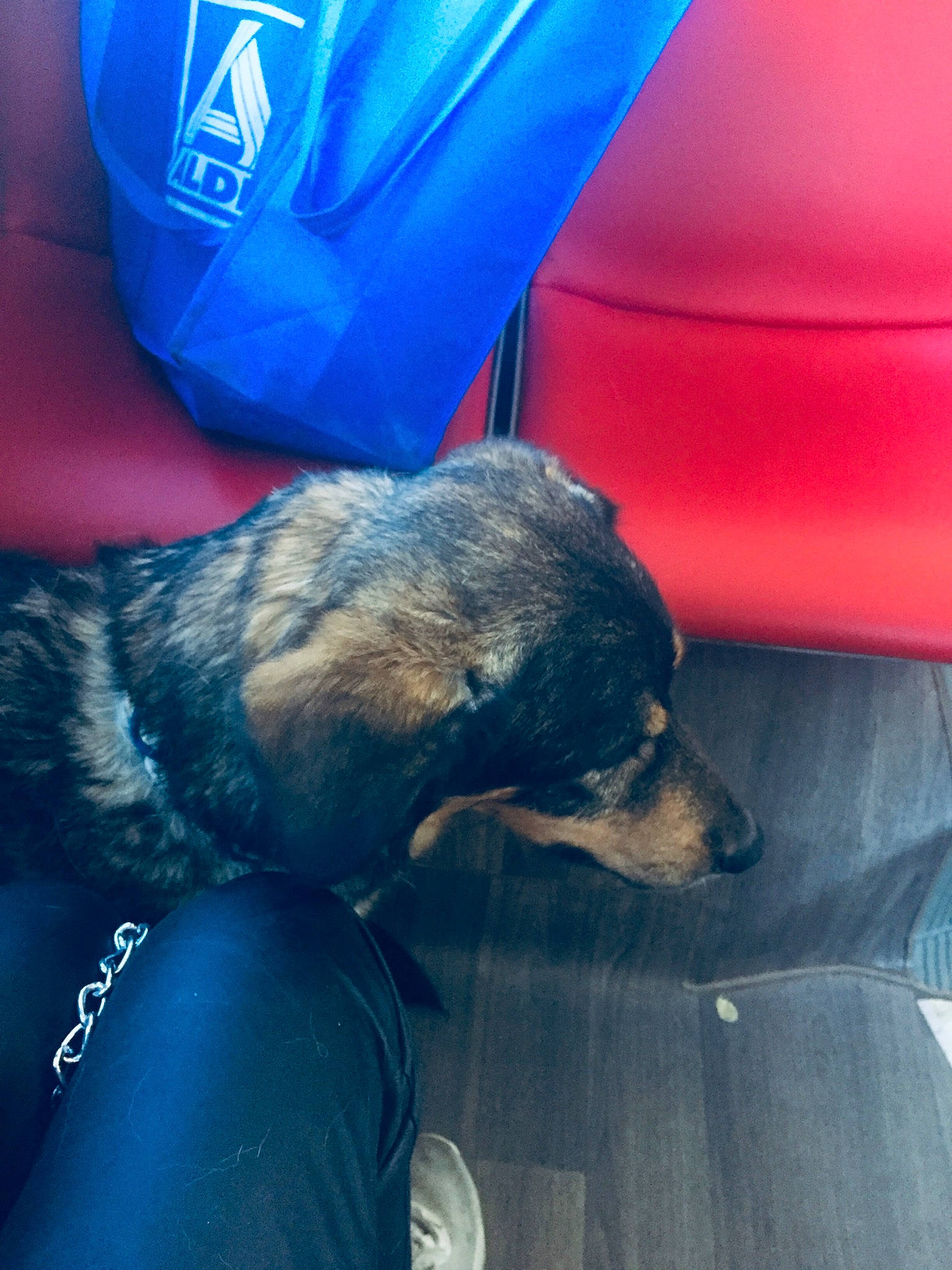 Laika participe au concours pour gagner de l'argent avec cette photo : automotive_exterior, automotive_lighting, blue, canidae, carnivore, claw, comfort, companion_dog, dog, dog_breed, electric_blue, fur, human_leg, logo, paw, snout, sporting_group, terrestrial_animal, tints_and_shades, vehicle_door