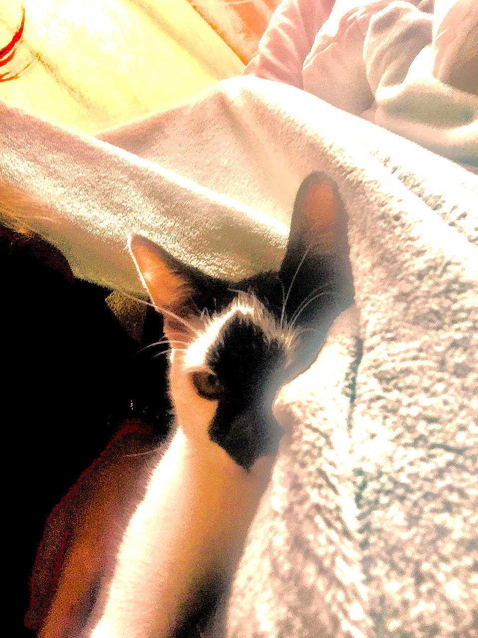 Ghost a rejoint le concours — aidez-le/la à gagner de superbes lots ! bedding, carnivore, cat, comfort, domestic_short_haired_cat, fawn, felidae, fur, human_leg, linens, paw, room, shadow, siamese, small_to_medium_sized_cats, snout, tail, tints_and_shades, whiskers, wood