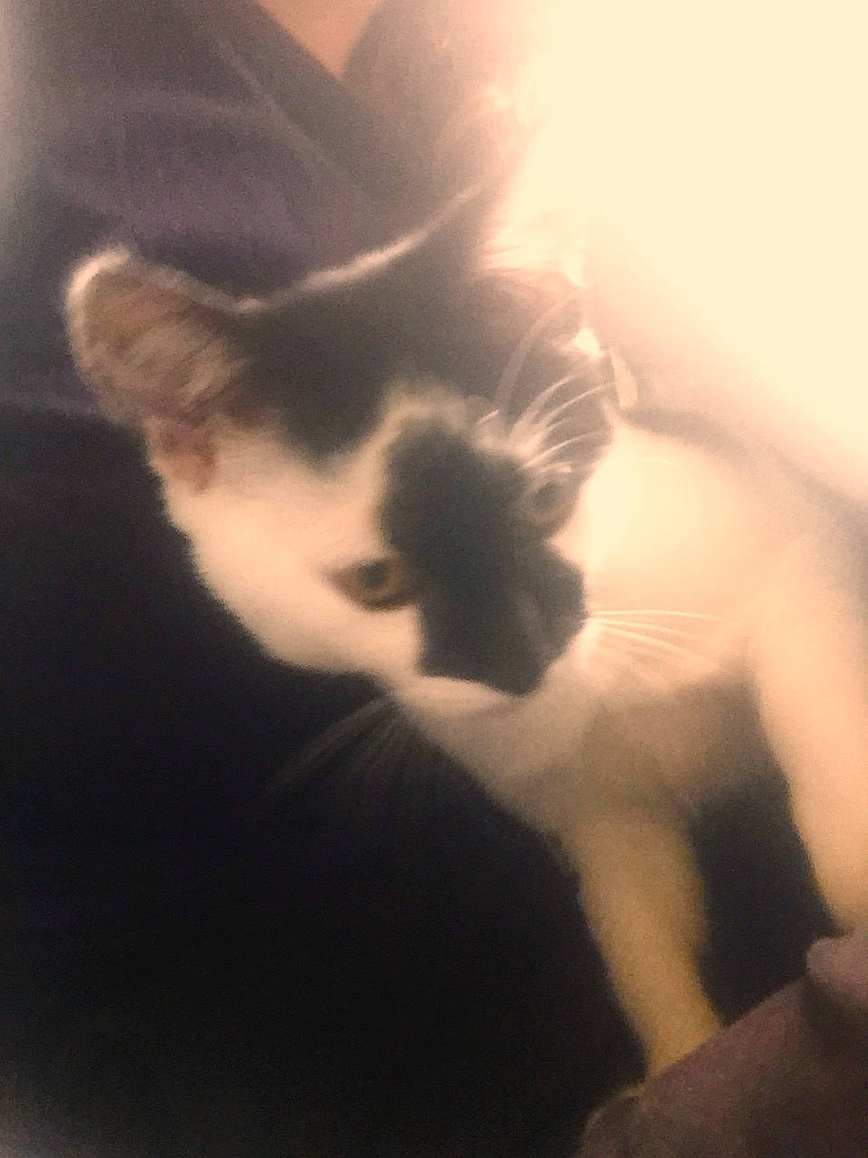 Ghost a rejoint le concours — aidez-le/la à gagner de superbes lots ! carnivore, cat, cloud, comfort, darkness, felidae, fur, gesture, mammal, meteorological_phenomenon, paw, shadow, small_to_medium_sized_cats, snout, tail, tints_and_shades, vertebrate, whiskers