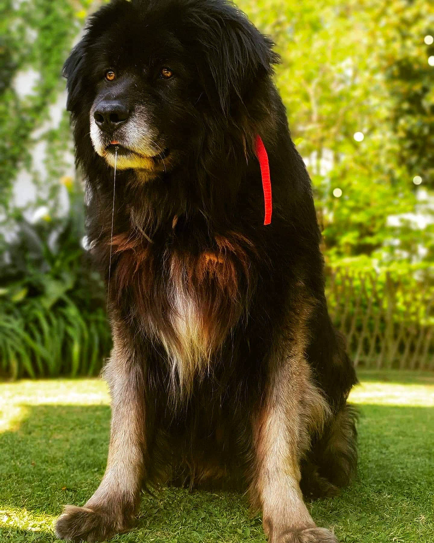 Iguan a rejoint le concours — aidez-le/la à gagner de superbes lots ! ancient_dog_breeds, canidae, carnivore, caucasian_shepherd_dog, companion_dog, dog, dog_breed, giant_dog_breed, grass, hovawart, mammal, newfoundland, rare_breed_dog, sporting_group, tibetan_mastiff, vertebrate, working_dog